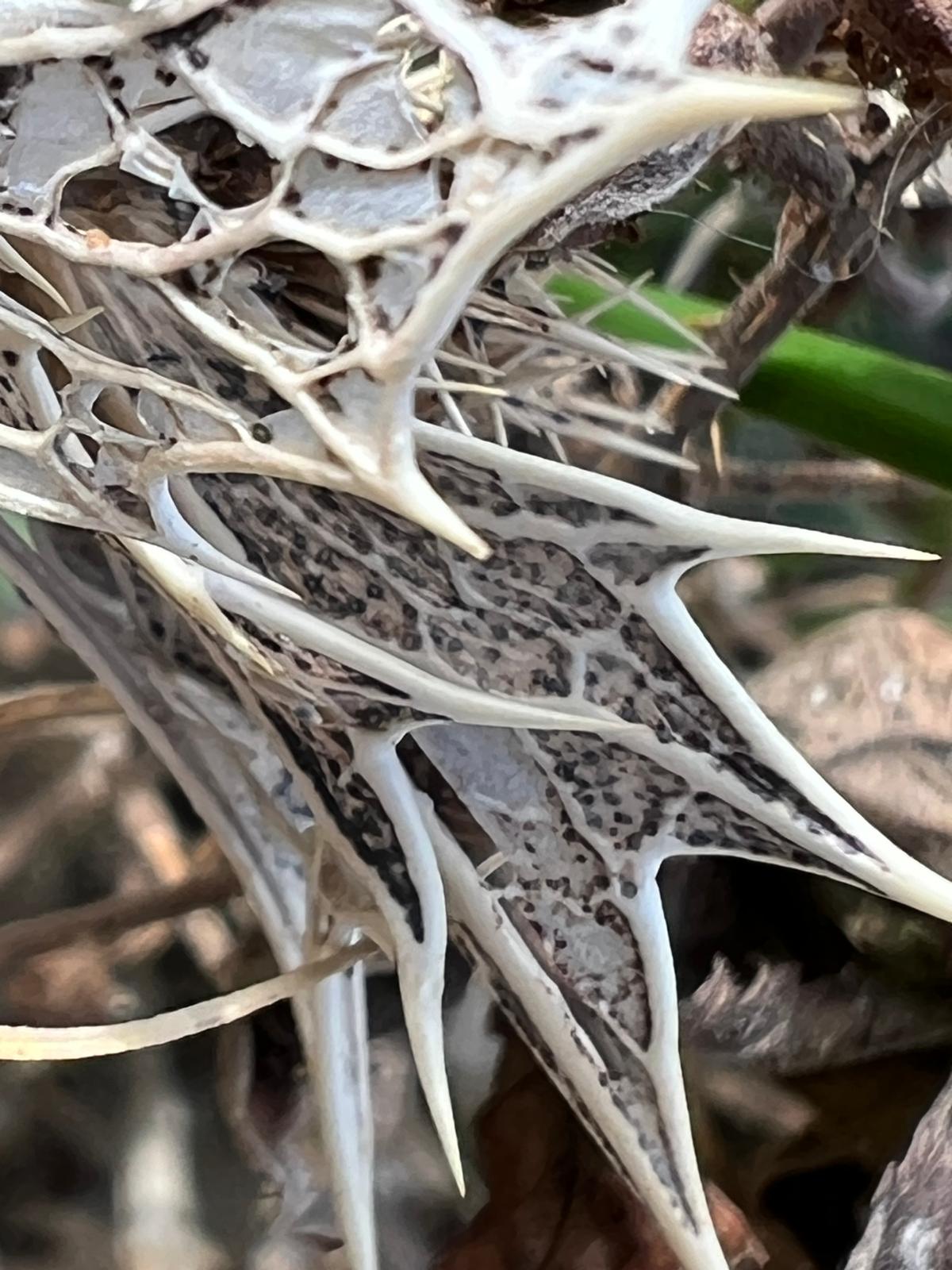 Natur und Design